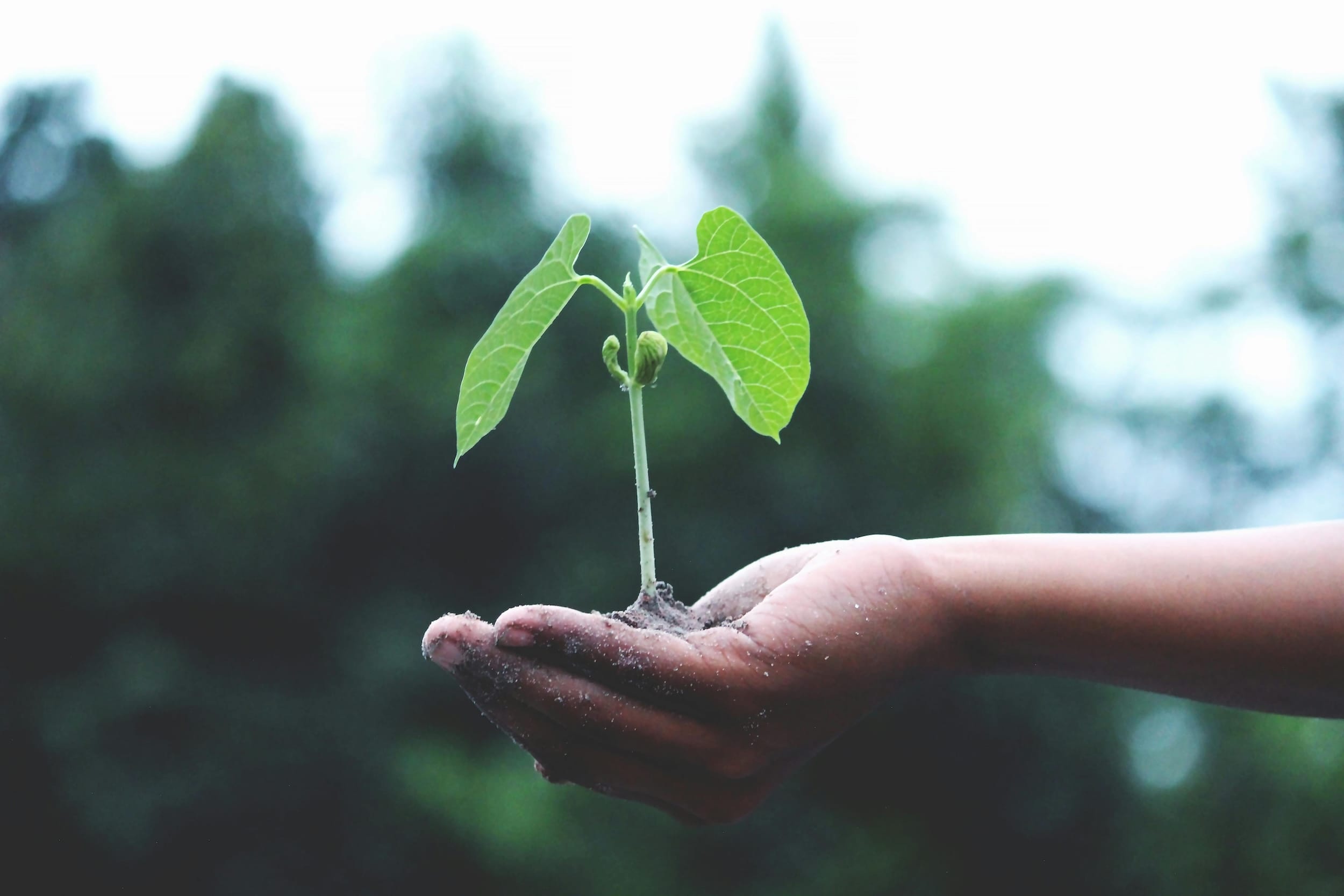 Web Development That Helps Local Businesses Grow